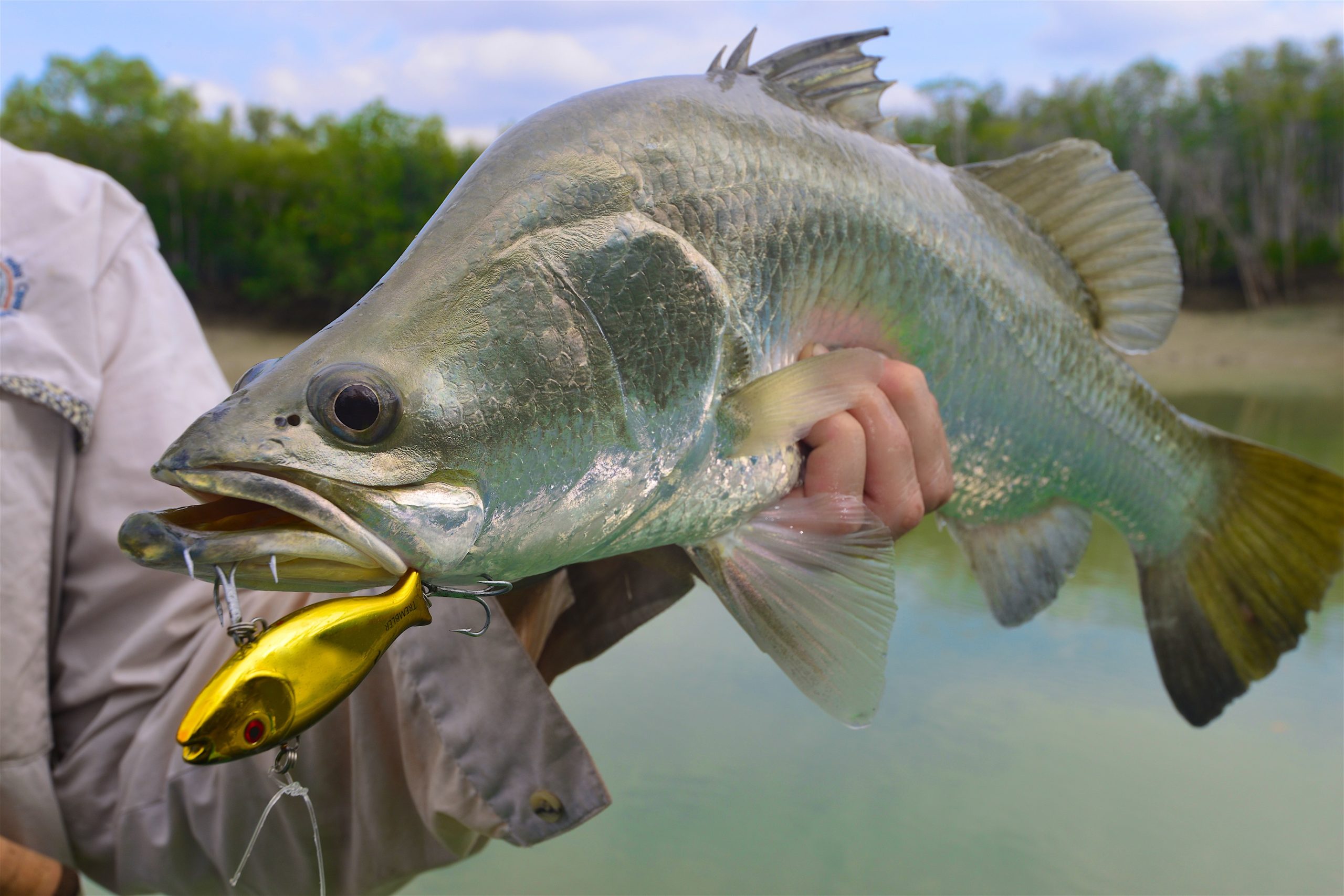 Barramundi with yellow lure in mouth